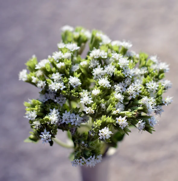 Stevia roślina — Zdjęcie stockowe