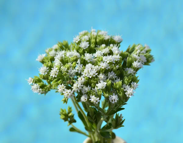 Planta de stevia — Foto de Stock