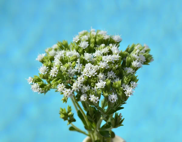 Stevia roślina — Zdjęcie stockowe