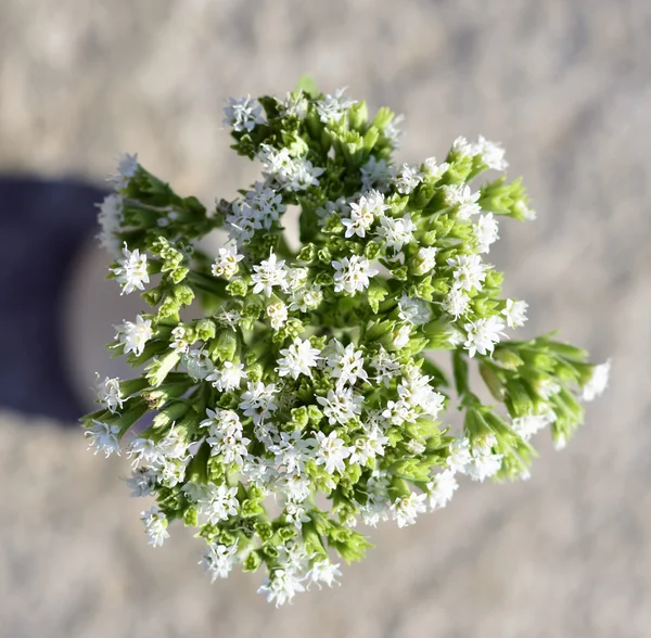 Stevia-Pflanze — Stockfoto