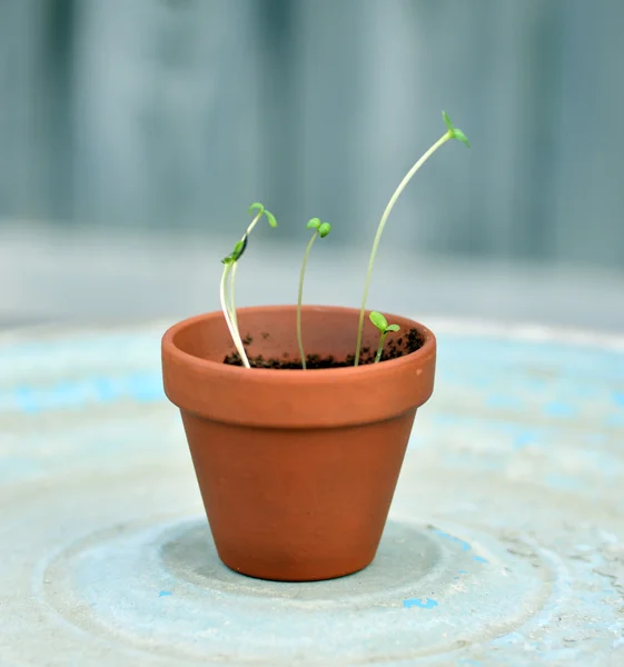 Jovem planta em vaso . — Fotografia de Stock