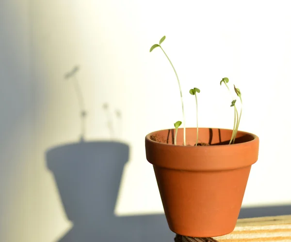 Jovem planta em vaso . — Fotografia de Stock