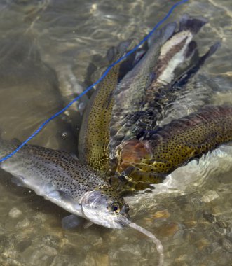 Gökkuşağı Alabalığı.