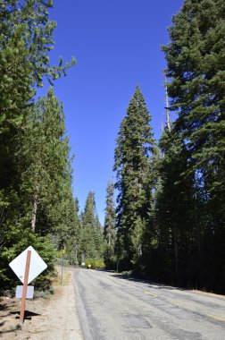 Çam ormanında yol.