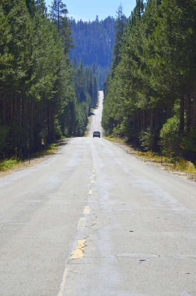 Road in the pine forest. — Stock Photo, Image