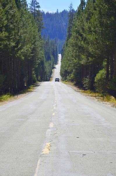 Route dans la forêt de pins. — Photo