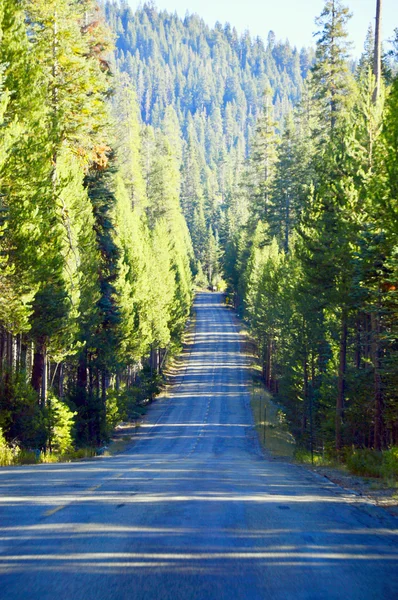 Camino en el bosque de pinos. — Foto de Stock