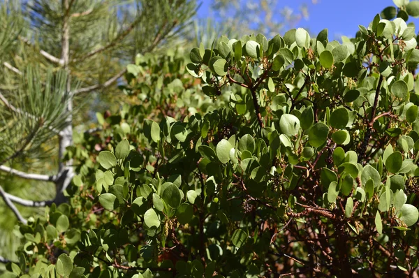Manzanita árbol — Foto de Stock