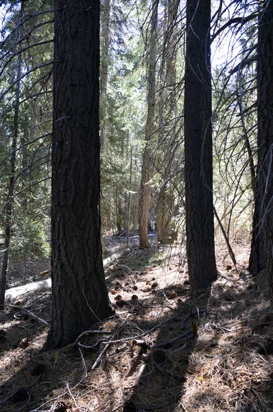 Bosque de pino . — Foto de Stock