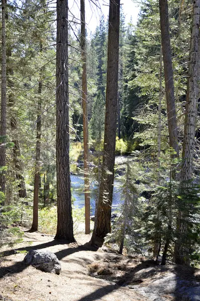 Kiefernwald. — Stockfoto