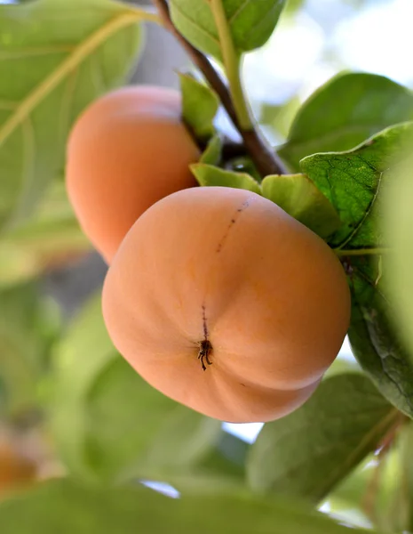 Persimmon. — Stock Photo, Image