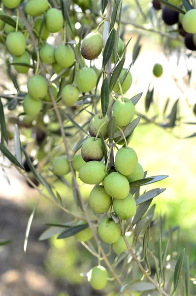 Оливки й маслини . — стокове фото