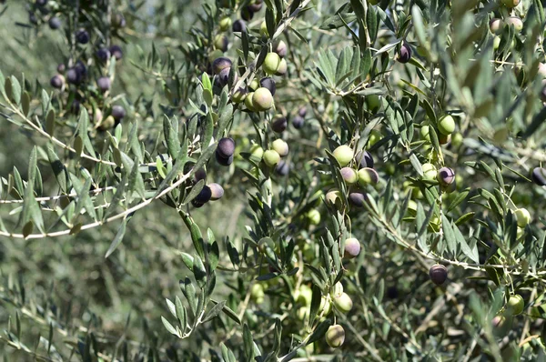 Zeytin. — Stok fotoğraf