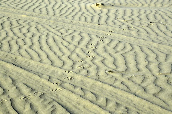 Playa del océano de arena . —  Fotos de Stock
