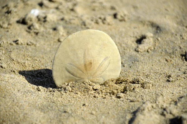 Sand dollar. — Stockfoto