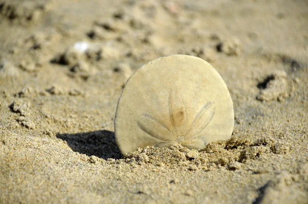 Sand dollar. — Stockfoto