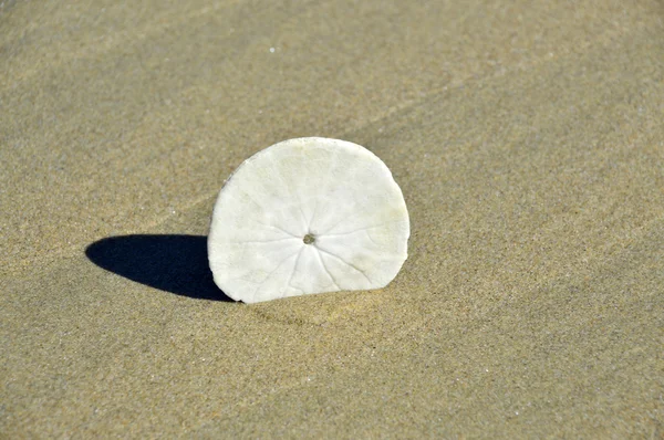 Sand dollar. — Stockfoto