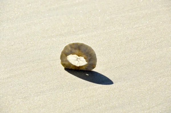 Sand dollar. — Stockfoto