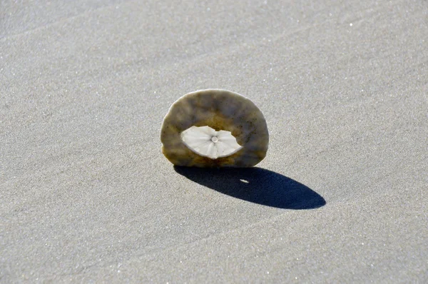 Sand dollar. — Stock Photo, Image