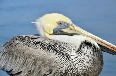 pelikan