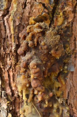 Ağaçlar üzerinde yapışkan reçine.