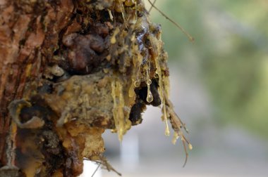 Ağaçlar üzerinde yapışkan reçine.