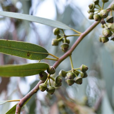 okaliptüs ağaçları.