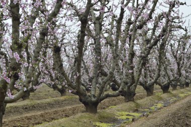 çiçekli şeftali ağaçları.