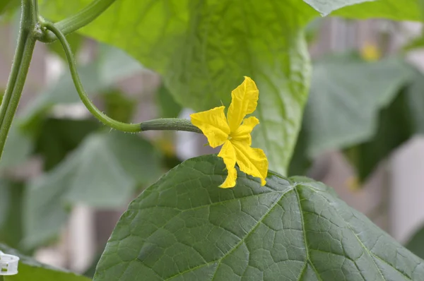 English cucumber in the greenhouse. — Stock Photo, Image