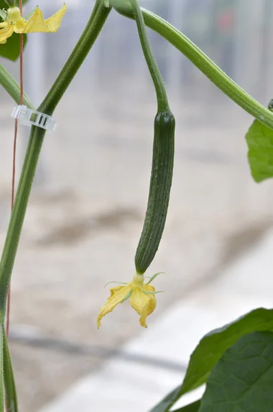 English cucumber in the greenhouse. — Stock Photo, Image