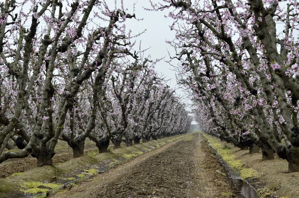 Flowering peach trees. — Stock Photo, Image