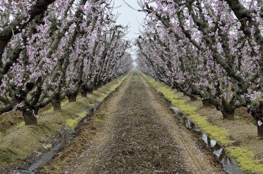 çiçekli şeftali ağaçları.
