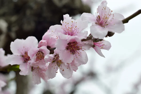 Blommande persikoträd. — Stockfoto