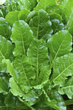 Şeker pancarı bitki.