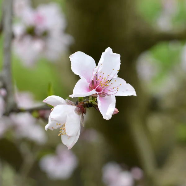 Nektarin blossom träd — Stockfoto