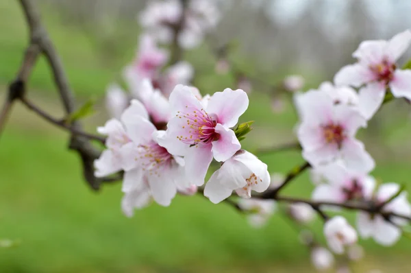 Nektarin blossom träd — Stockfoto