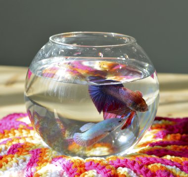 daha iyi balık akvaryum