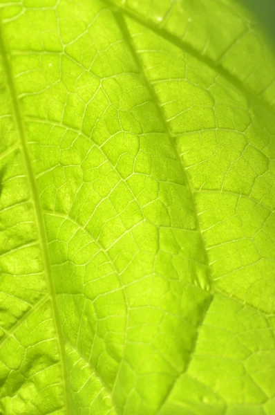 Zelená listová okurka. — Stock fotografie