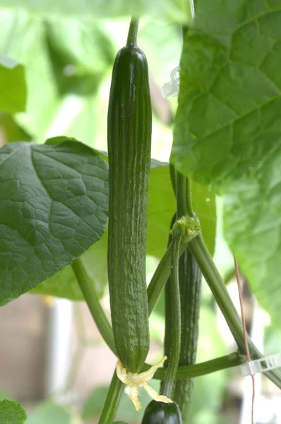 English cucumber in the greenhouse. — Stock Photo, Image