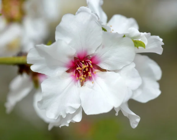 Almond blossom. — Stock Photo, Image