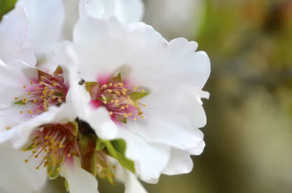 Almond blossom. — Stockfoto