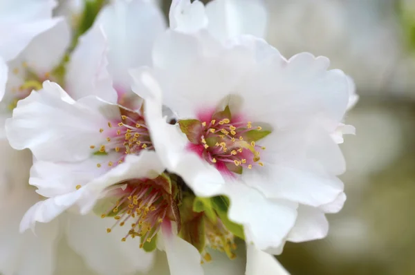 Almond blossom. — Stockfoto