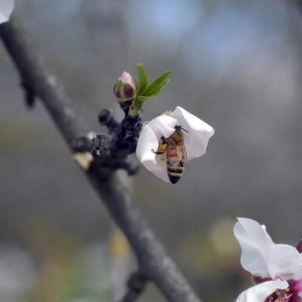 Bee on fruit trees. — Stock Photo, Image