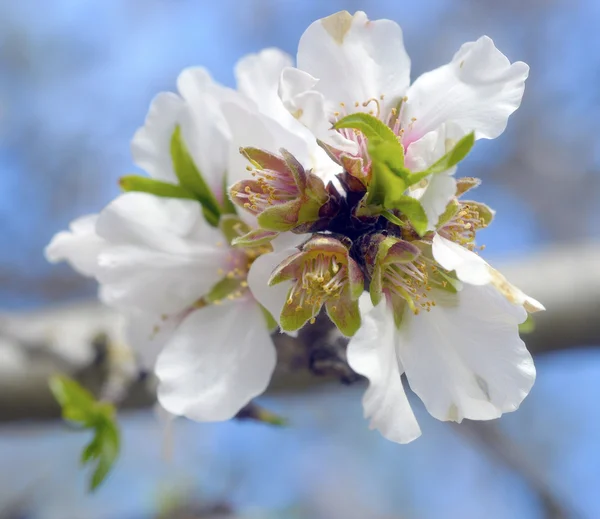 Almond blossom. — Stockfoto