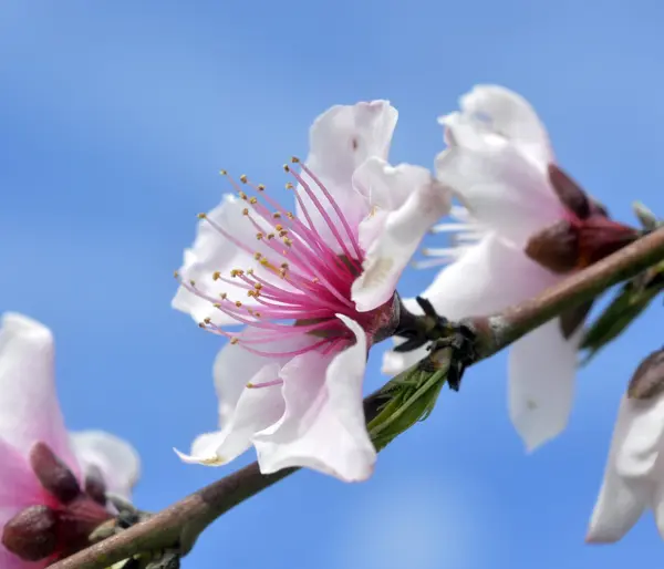 Blommande persikoträd träd. — Stockfoto