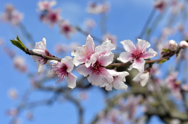 Blommande persikoträd träd. — Stockfoto