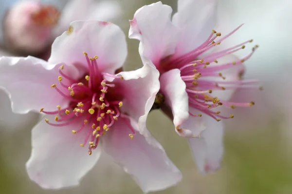 Blommande persikoträd träd. — Stockfoto