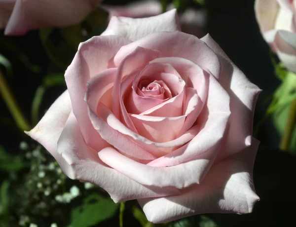 Pink rose. — Stock Photo, Image