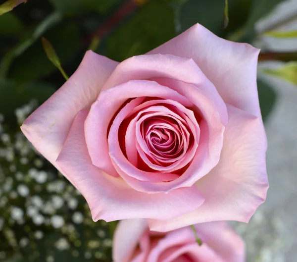 Rosa rosa . — Foto de Stock