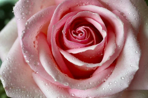 Pink rose. — Stock Photo, Image